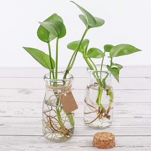 12pcs 3.4oz Small Glass Jars with Cork Lids Mini S... (transparent | Glass)