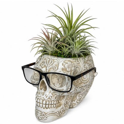 Top Brass Large Sugar Skull Eyeglass Holder & Succulent Planter – Decorative Skull Glasses Stand, Reading Glasses Organizer, Small Flower Pot, Resin Desk Decor, Sunglasses Holder, Home Office Décor