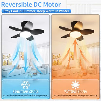 Ceiling Fan with Lights